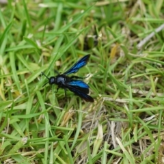 Austroscolia soror (Blue Flower Wasp) at Shoalhaven Heads Bushcare - 28 Feb 2019 by gerringongTB