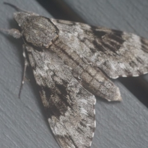 Psilogramma casuarinae at Shoalhaven Heads, NSW - 20 Feb 2019 06:44 PM