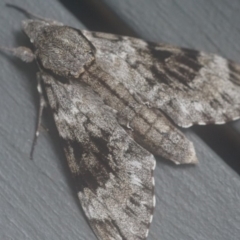 Psilogramma casuarinae (Privet Hawk Moth) at Shoalhaven Heads Bushcare - 20 Feb 2019 by gerringongTB