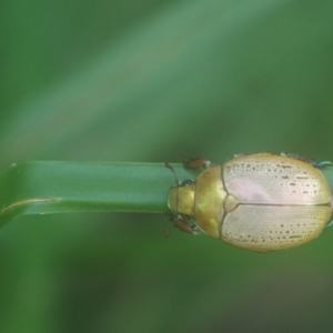 Anoplognathus olivieri at Seven Mile Beach National Park - 16 Jan 2019