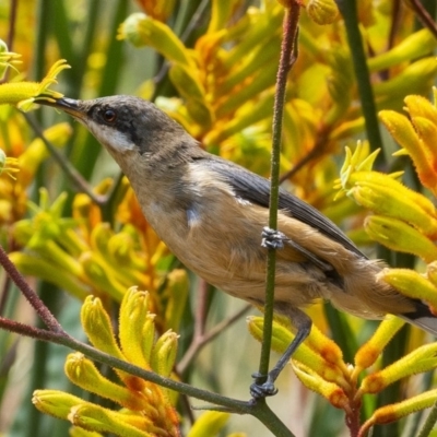 Acanthorhynchus tenuirostris (Eastern Spinebill) at Acton, ACT - 13 Jan 2020 by WHall