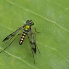 Austrosciapus connexus (Green long-legged fly) at ANBG - 12 Jan 2020 by WHall