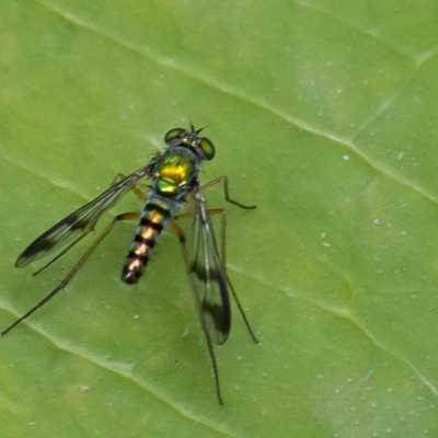 Austrosciapus connexus (Green long-legged fly) at Acton, ACT - 13 Jan 2020 by WHall