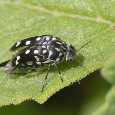 Mordella dumbrelli (Dumbrell's Pintail Beetle) at Acton, ACT - 13 Jan 2020 by WHall