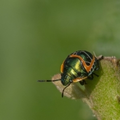 Scutiphora pedicellata (Metallic Jewel Bug) at ANBG - 12 Jan 2020 by WHall