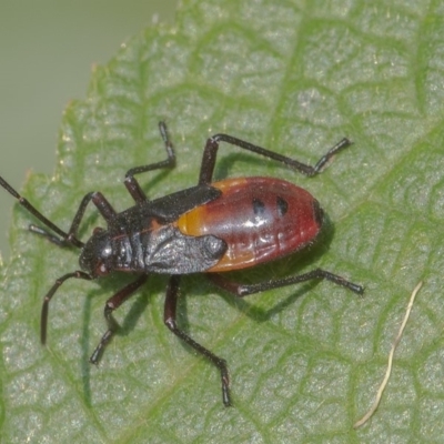 Oncopeltus (Oncopeltus) sordidus (Milk vine bug) at Acton, ACT - 13 Jan 2020 by WHall