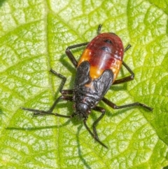 Oncopeltus (Oncopeltus) sordidus at Acton, ACT - 13 Jan 2020