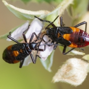 Oncopeltus (Oncopeltus) sordidus at Acton, ACT - 13 Jan 2020