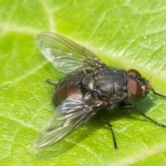 Calliphoridae (family) (Unidentified blowfly) at Acton, ACT - 12 Jan 2020 by WHall