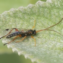 Ichneumonidae (family) (Unidentified ichneumon wasp) at Acton, ACT - 12 Jan 2020 by WHall