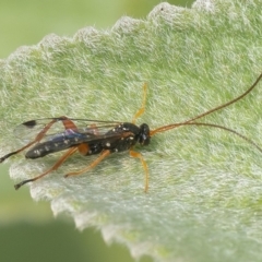 Ichneumonidae (family) (Unidentified ichneumon wasp) at Acton, ACT - 13 Jan 2020 by WHall