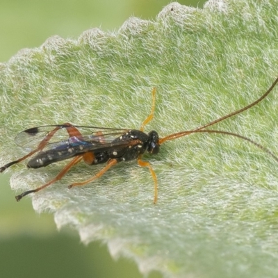 Ichneumonidae (family) (Unidentified ichneumon wasp) at ANBG - 12 Jan 2020 by WHall