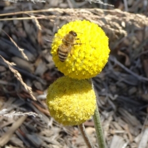 Apis mellifera at Reid, ACT - 12 Dec 2019