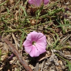 Convolvulus angustissimus subsp. angustissimus (Australian Bindweed) at City Renewal Authority Area - 12 Dec 2019 by JanetRussell