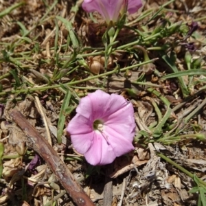 Convolvulus angustissimus subsp. angustissimus at Reid, ACT - 12 Dec 2019 11:34 AM