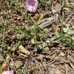 Convolvulus angustissimus subsp. angustissimus at Reid, ACT - 12 Dec 2019 11:34 AM