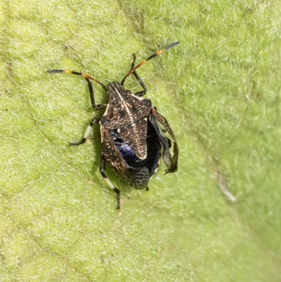Oncocoris geniculatus (A shield bug) at ANBG - 12 Jan 2020 by WHall