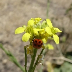 Hippodamia variegata (Spotted Amber Ladybird) at City Renewal Authority Area - 12 Dec 2019 by JanetRussell