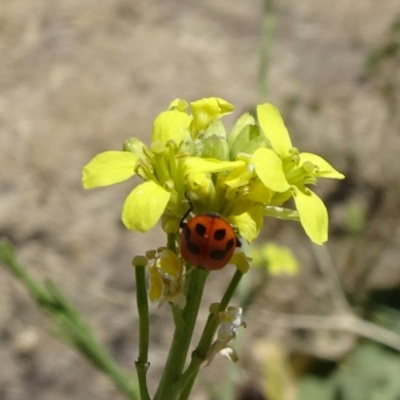 Hippodamia variegata (Spotted Amber Ladybird) at City Renewal Authority Area - 12 Dec 2019 by JanetRussell