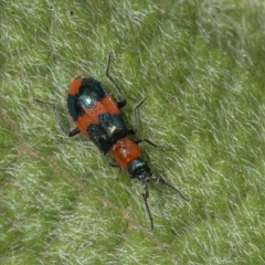 Dicranolaius bellulus (Red and Blue Pollen Beetle) at Acton, ACT - 12 Jan 2020 by WHall