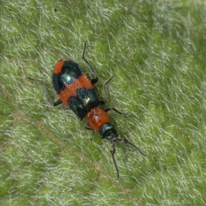 Dicranolaius bellulus at Acton, ACT - 13 Jan 2020