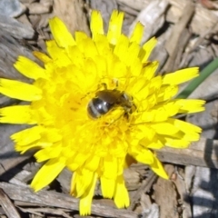 Lasioglossum sp. (genus) (Halictid bee) at Reid, ACT - 12 Dec 2019 by JanetRussell
