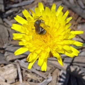 Lasioglossum sp. (genus) at Reid, ACT - 12 Dec 2019