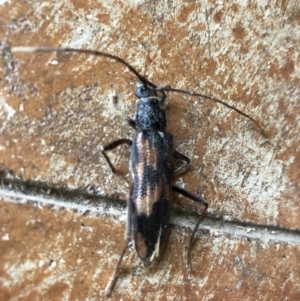 Phoracantha tricuspis at Wattamolla, NSW - 14 Jan 2020