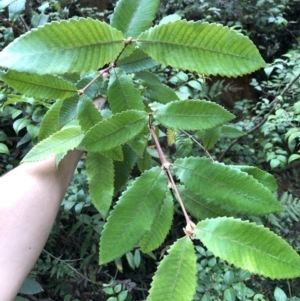 Callicoma serratifolia at Wattamolla, NSW - 14 Jan 2020