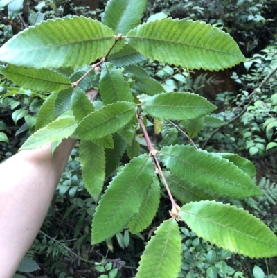Callicoma serratifolia (Black Wattle, Butterwood, Tdgerruing) at Wattamolla, NSW - 14 Jan 2020 by WattaWanderer