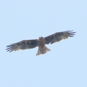 Hieraaetus morphnoides at Wingecarribee Local Government Area - 14 Jan 2020