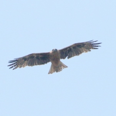 Hieraaetus morphnoides (Little Eagle) at Wingecarribee Local Government Area - 14 Jan 2020 by Snowflake