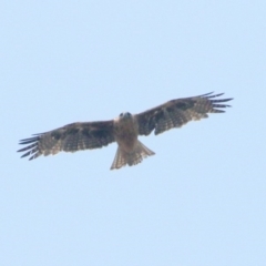 Hieraaetus morphnoides (Little Eagle) at Wingecarribee Local Government Area - 13 Jan 2020 by Snowflake