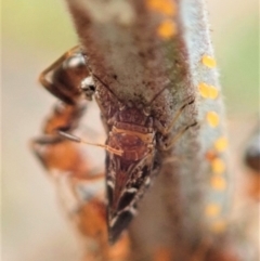 Acizzia acaciaedecurrentis (Early Green Wattle Psyllid) at Mount Painter - 12 Jan 2020 by CathB