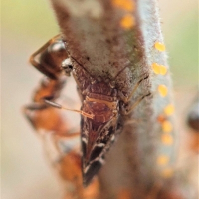 Acizzia acaciaedecurrentis (Early Green Wattle Psyllid) at Cook, ACT - 12 Jan 2020 by CathB