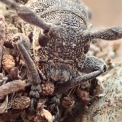 Ancita australis (Longicorn or longhorn beetle) at Mount Painter - 12 Jan 2020 by CathB