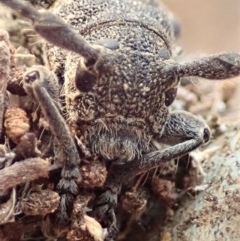 Ancita australis (Longicorn or longhorn beetle) at Cook, ACT - 12 Jan 2020 by CathB