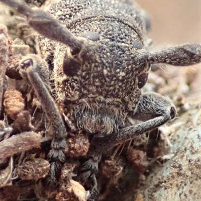 Ancita australis (Longicorn or longhorn beetle) at Cook, ACT - 12 Jan 2020 by CathB