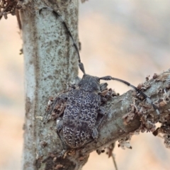 Ancita australis at Cook, ACT - 12 Jan 2020