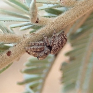 Simaetha sp. (genus) at Dunlop, ACT - 12 Jan 2020