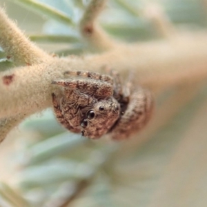 Simaetha sp. (genus) at Dunlop, ACT - 12 Jan 2020