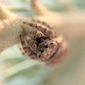 Simaetha sp. (genus) at Dunlop, ACT - 12 Jan 2020