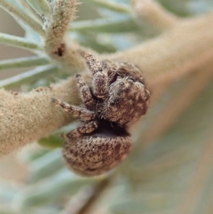 Simaetha sp. (genus) at Dunlop, ACT - 12 Jan 2020