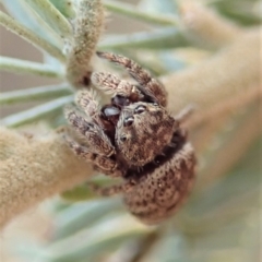 Simaetha sp. (genus) at Dunlop, ACT - 12 Jan 2020