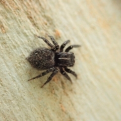 Servaea sp. (genus) (Unidentified Servaea jumping spider) at Aranda Bushland - 12 Jan 2020 by CathB