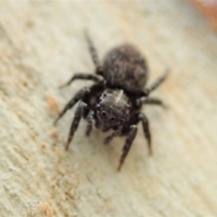 Servaea sp. (genus) at Dunlop, ACT - 12 Jan 2020