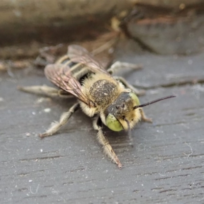 Megachile (Eutricharaea) serricauda (Leafcutter bee, Megachilid bee) at Cook, ACT - 13 Jan 2020 by CathB