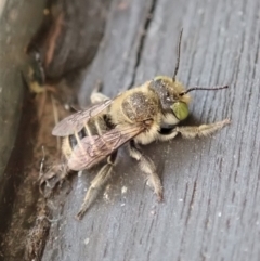 Megachile (Eutricharaea) serricauda at Cook, ACT - 13 Jan 2020 07:22 PM