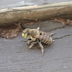 Megachile (Eutricharaea) serricauda at Cook, ACT - 13 Jan 2020 07:22 PM