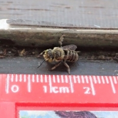 Megachile (Eutricharaea) serricauda at Cook, ACT - 13 Jan 2020